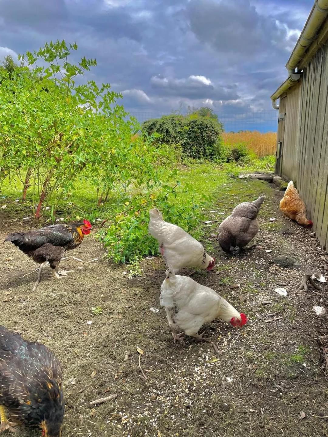 Gite Des Etourniaux La Poterie-Mathieu Eksteriør billede